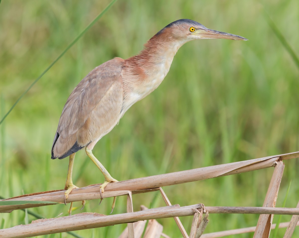 Yellow Bittern - ML246154561