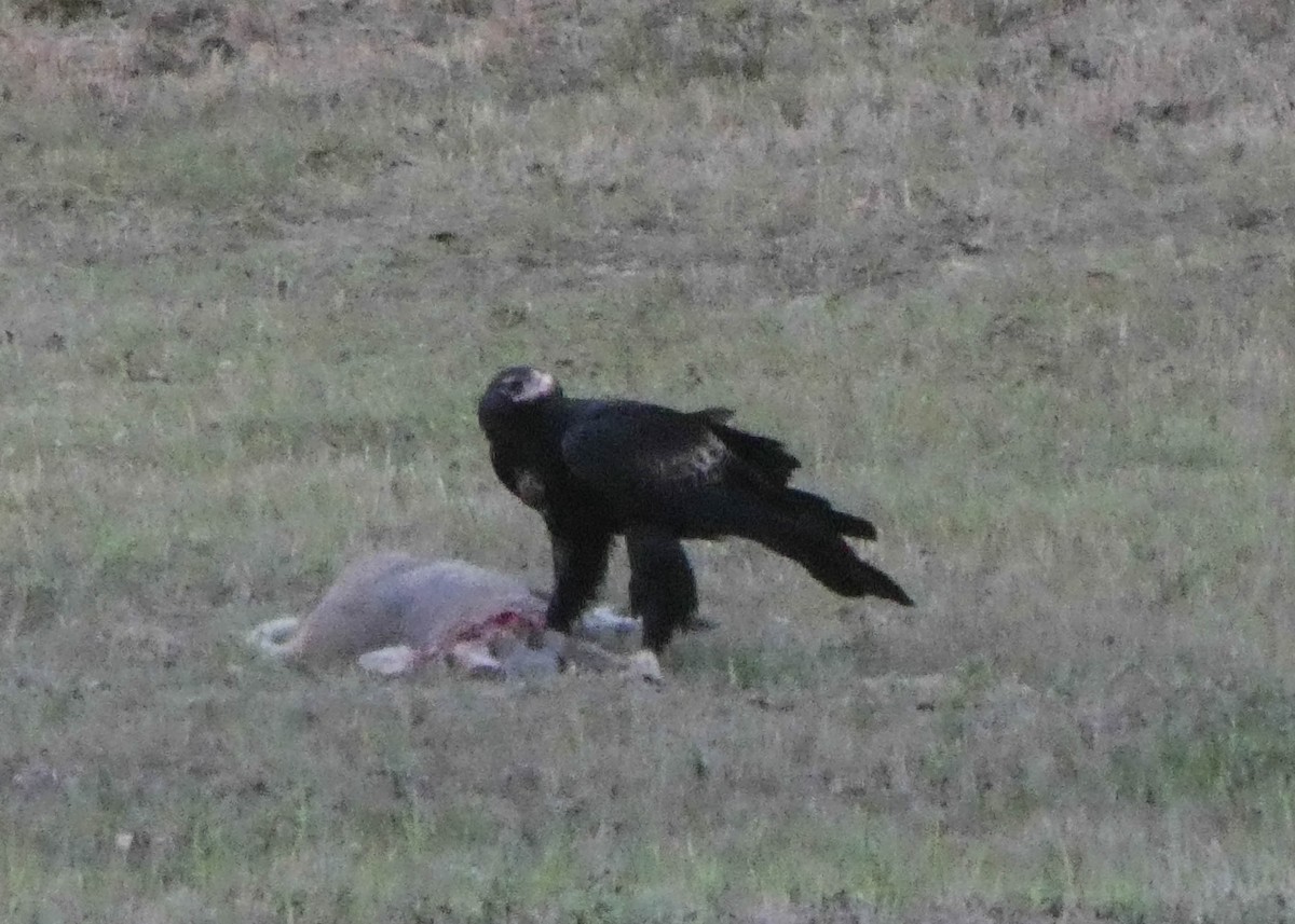 Wedge-tailed Eagle - ML246154851