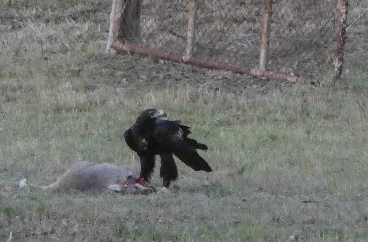 Wedge-tailed Eagle - ML246154861