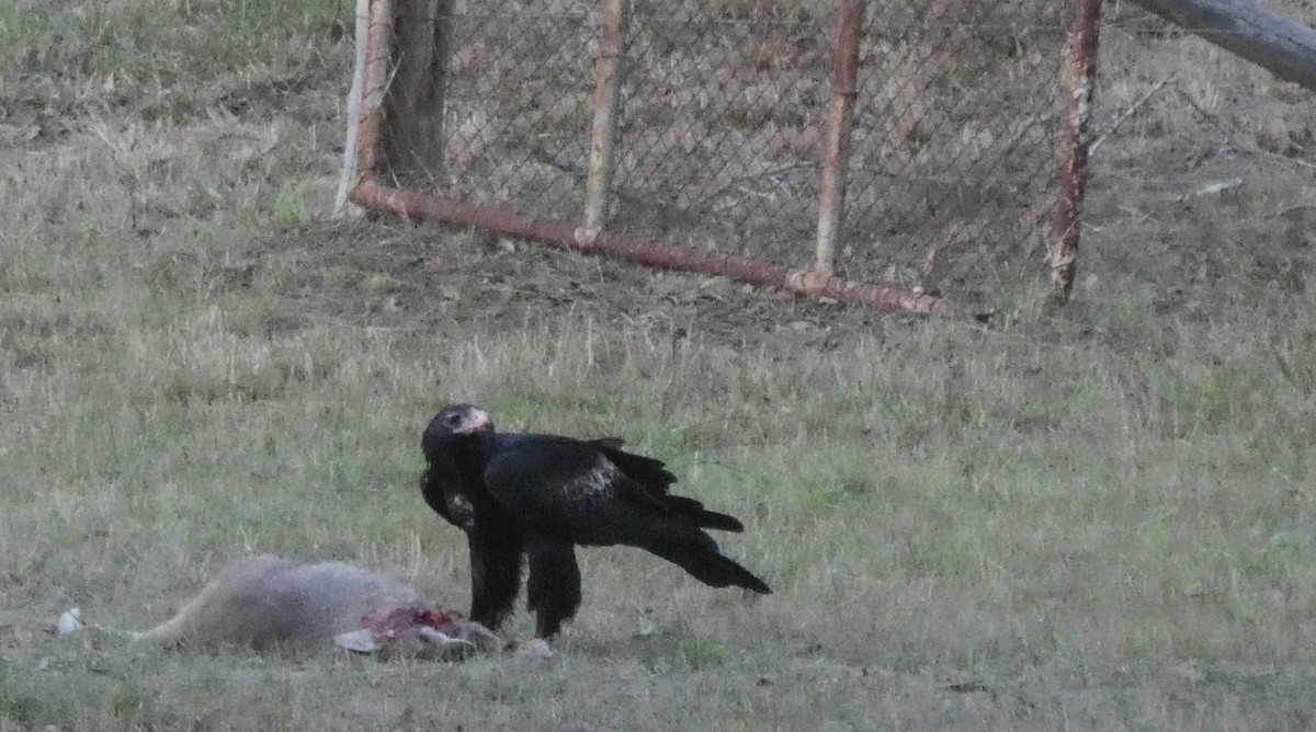 Wedge-tailed Eagle - ML246154871