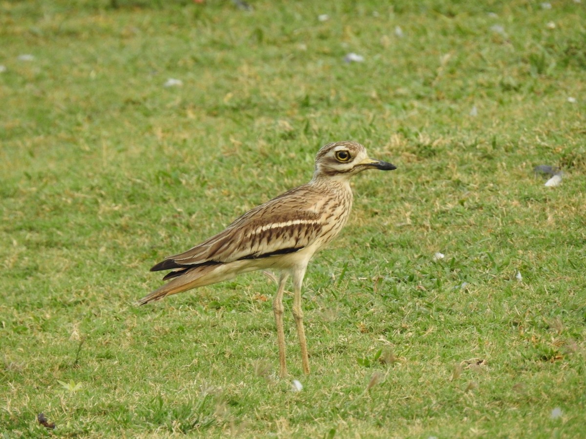 Indian Thick-knee - ML246155361