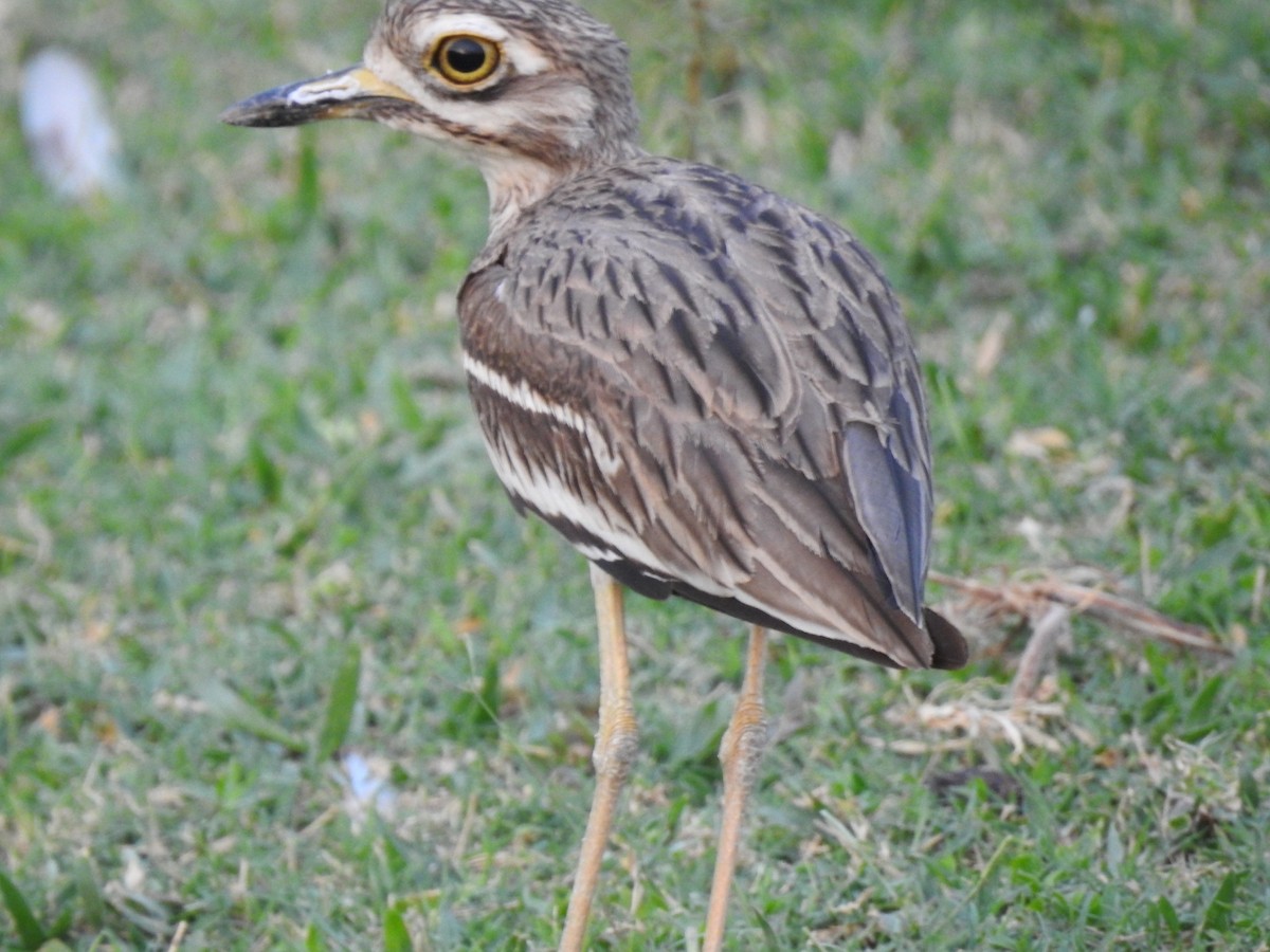 Indian Thick-knee - ML246155381
