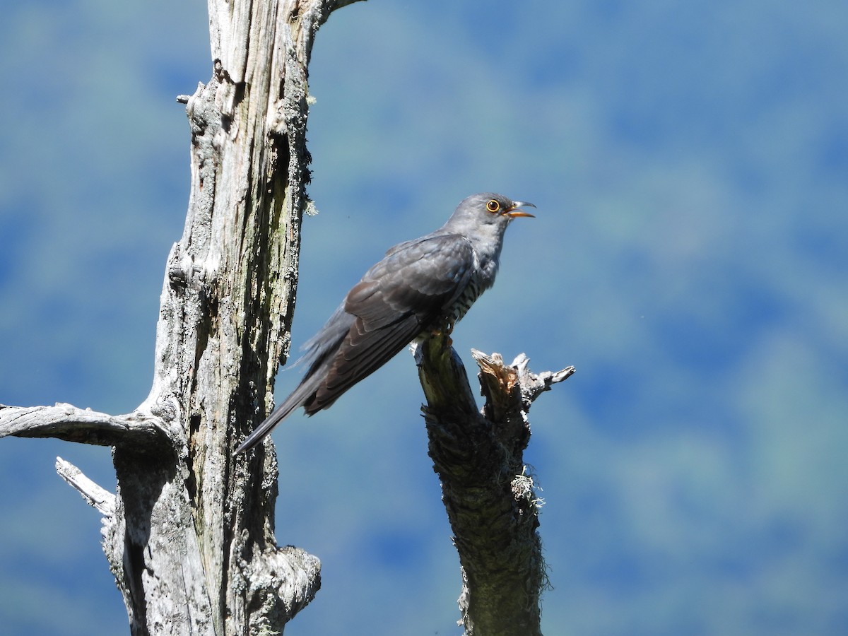 Oriental Cuckoo - ML246155901