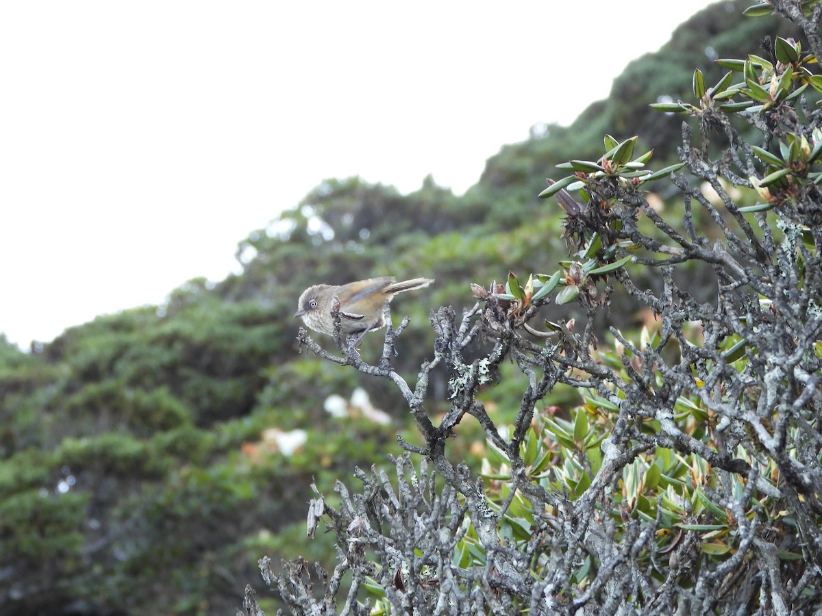 Fulvetta de Taïwan - ML246156071