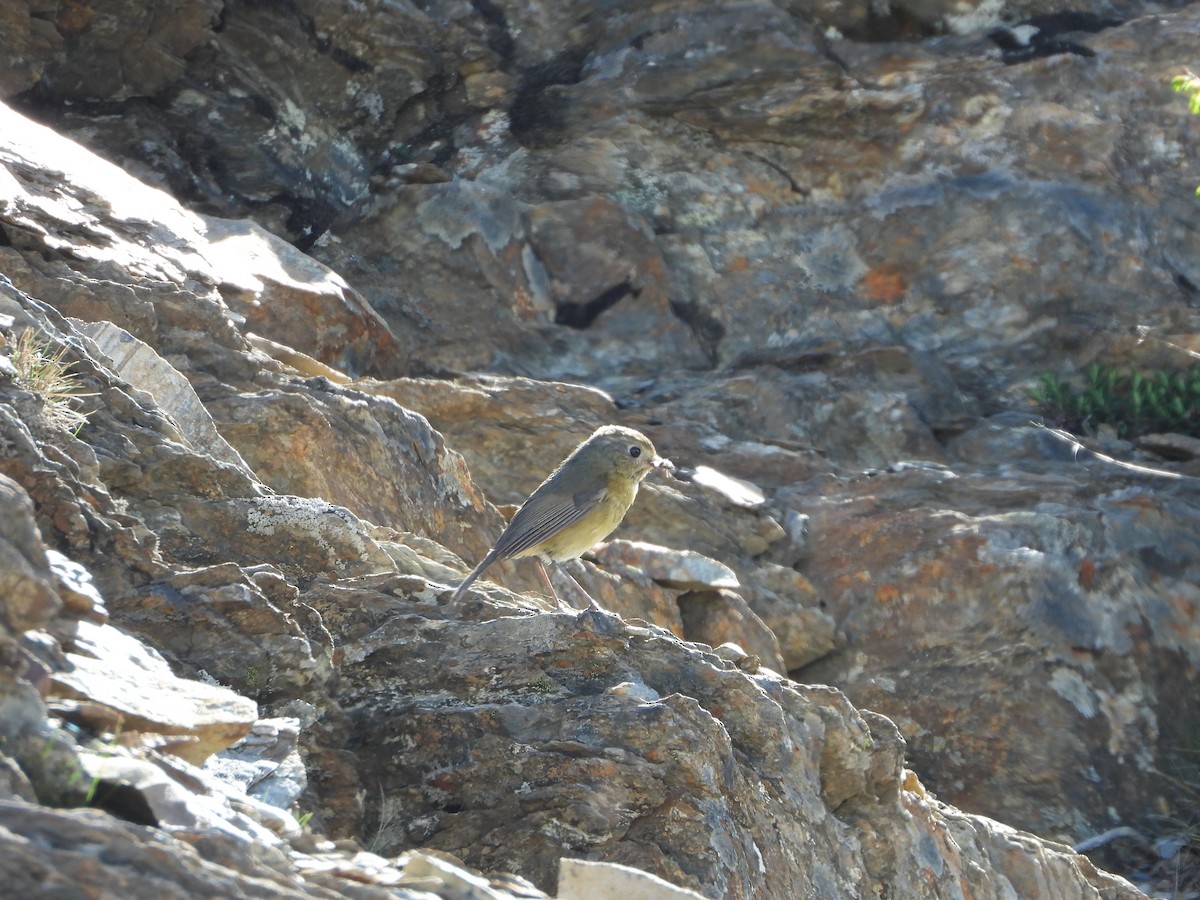 Collared Bush-Robin - Shih-hung Wu