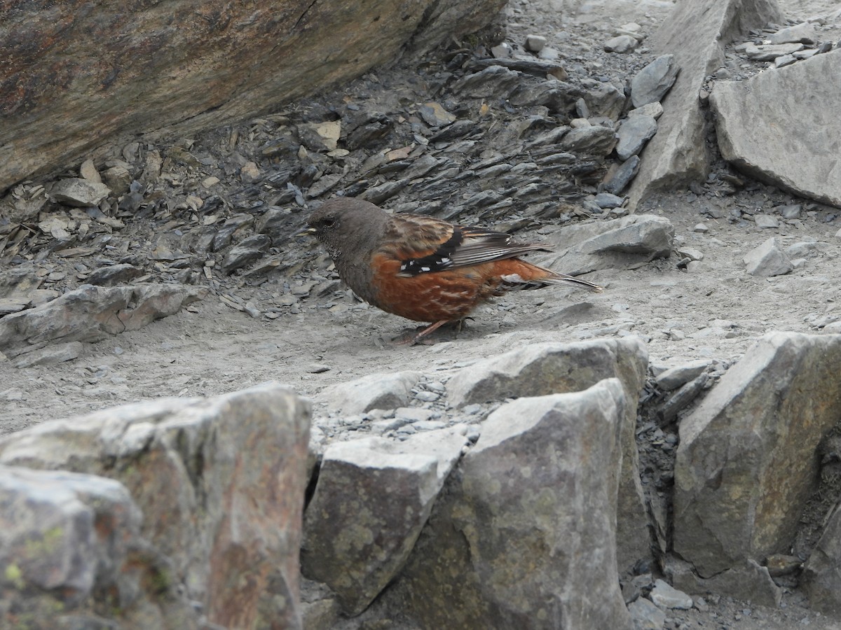 Alpine Accentor - ML246156701