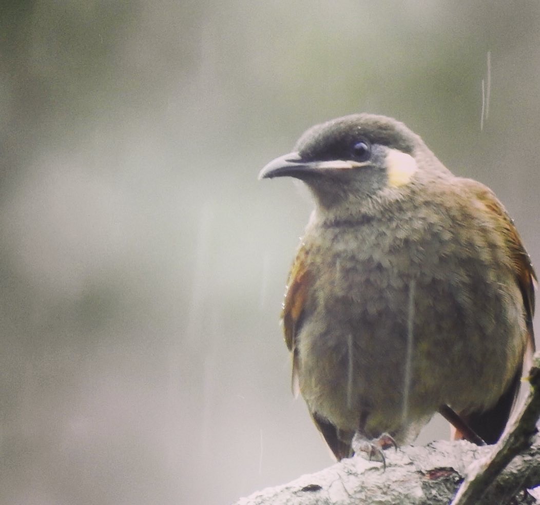 Lewin's Honeyeater - ML246158661