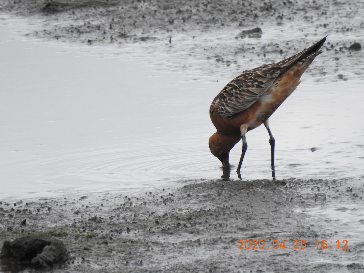 Bar-tailed Godwit - Mei-Luan Wang