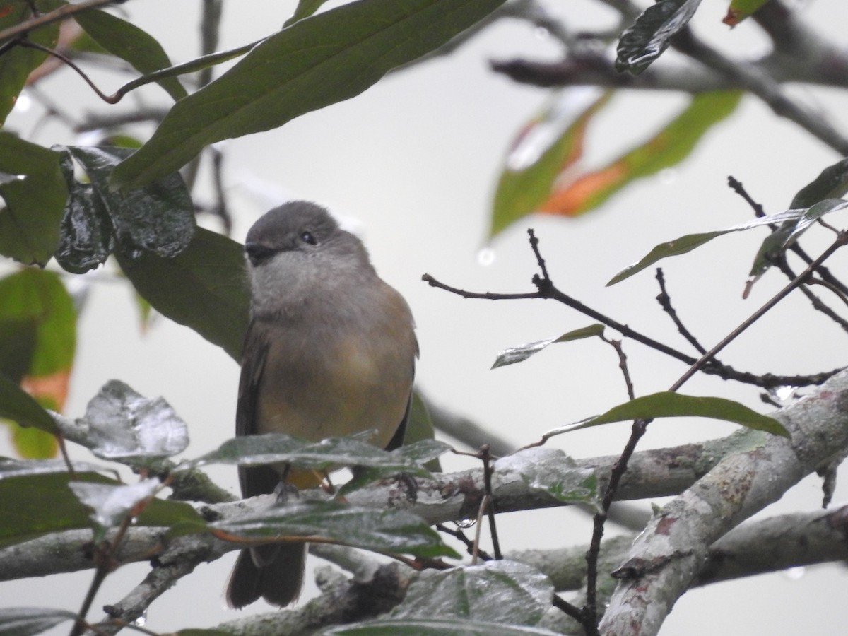 Golden Whistler - ML246158721