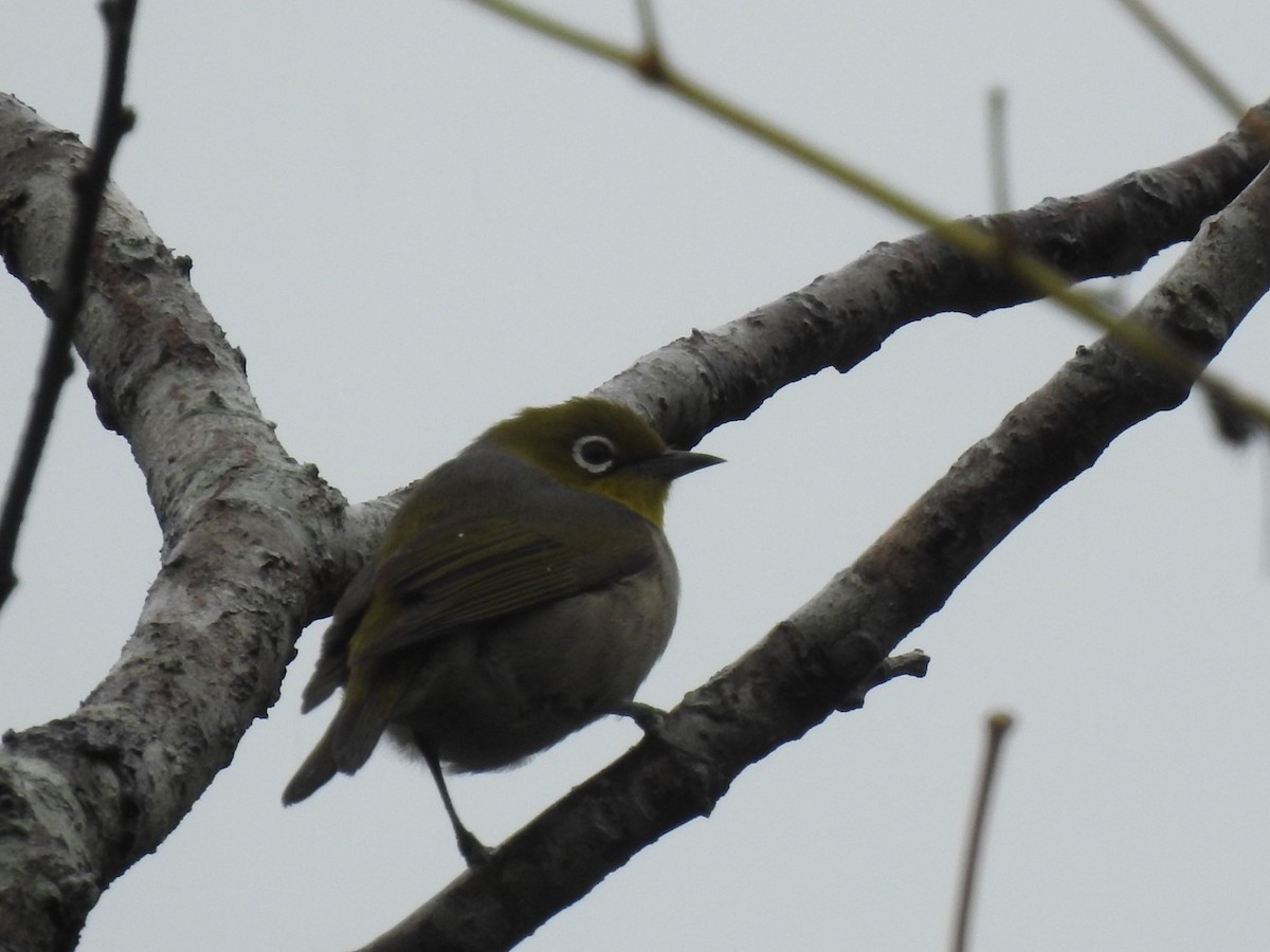 Zostérops à dos gris - ML246158771