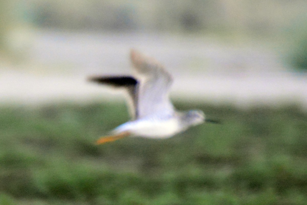 Lesser Yellowlegs - ML246158851