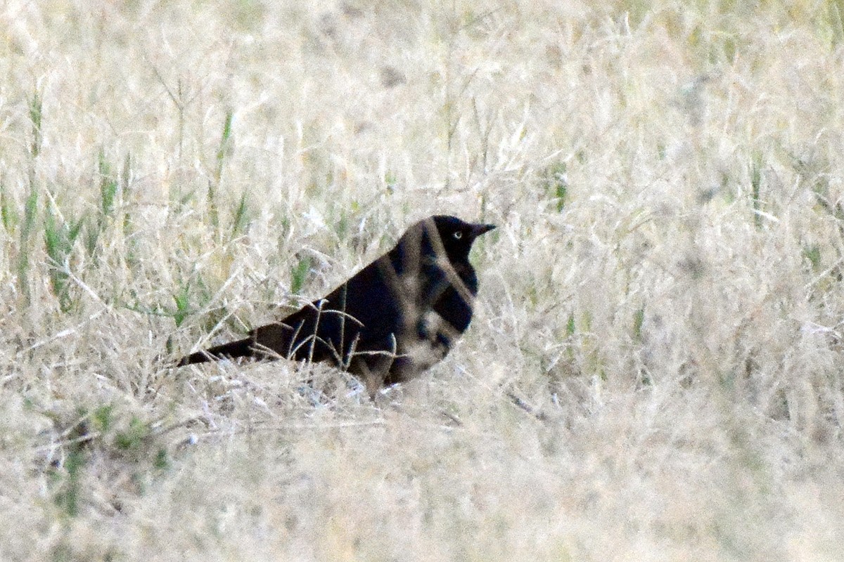 Brewer's Blackbird - ML246158871