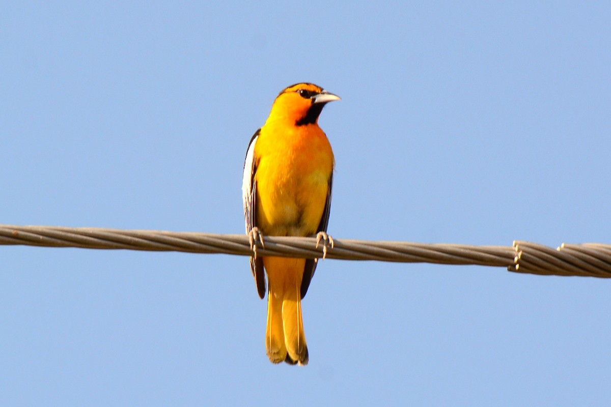 Bullock's Oriole - ML246158881