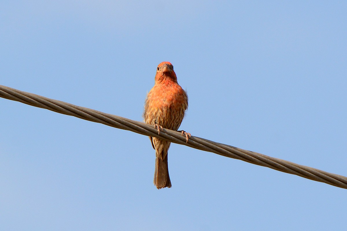 House Finch - ML246158911
