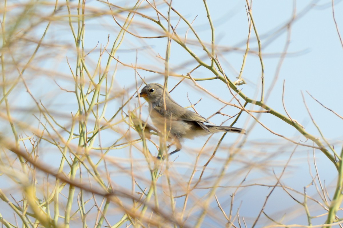 Verdin - ML246158921