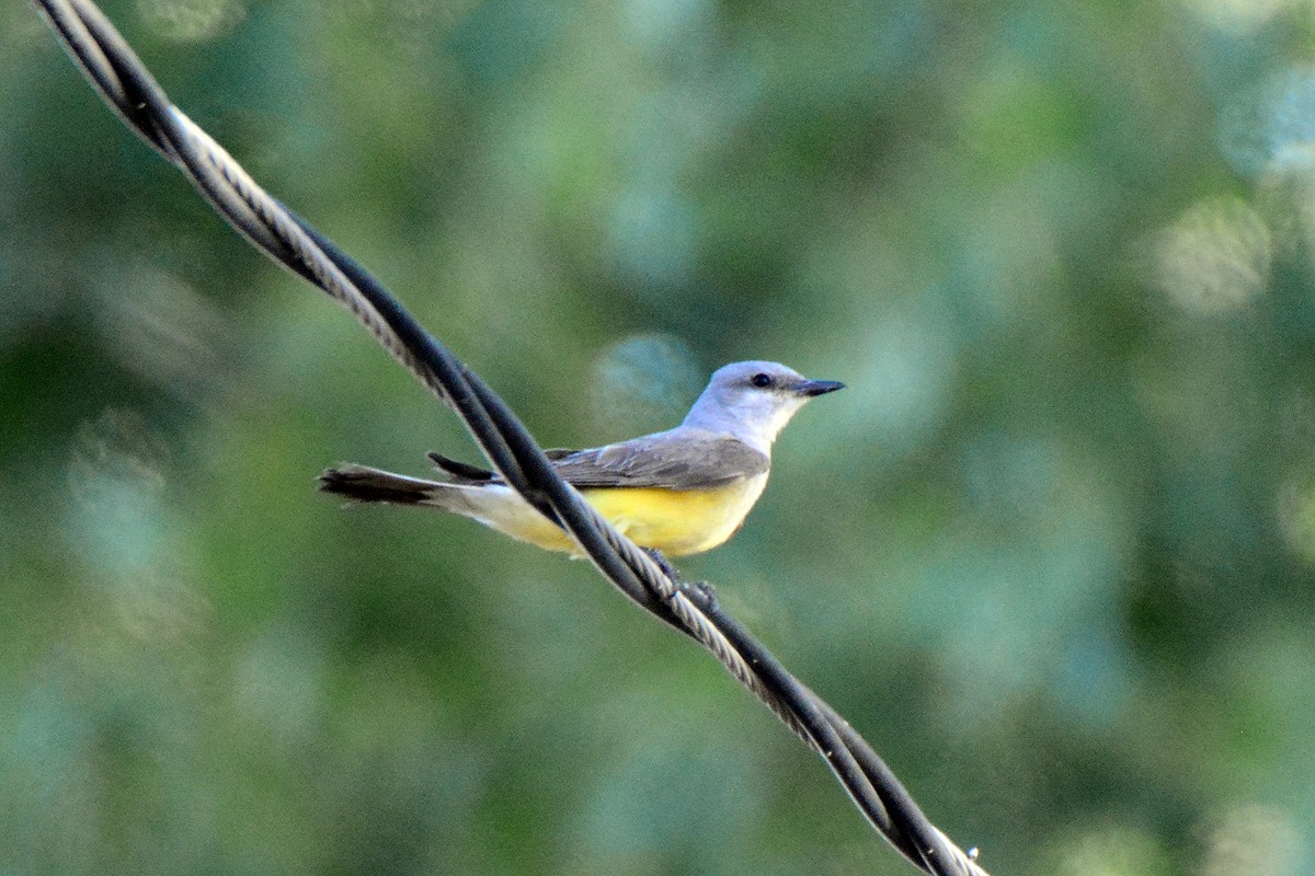 Western Kingbird - ML246158931