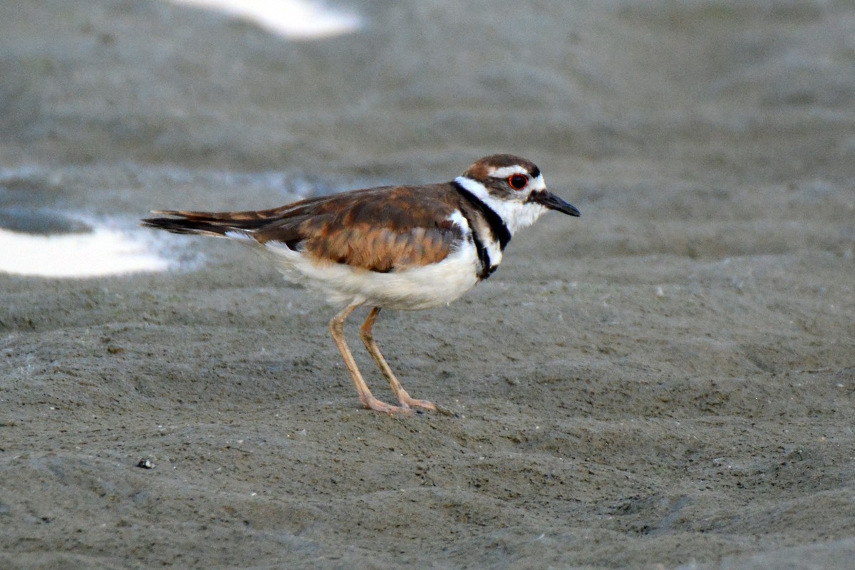 Killdeer - ML246158941
