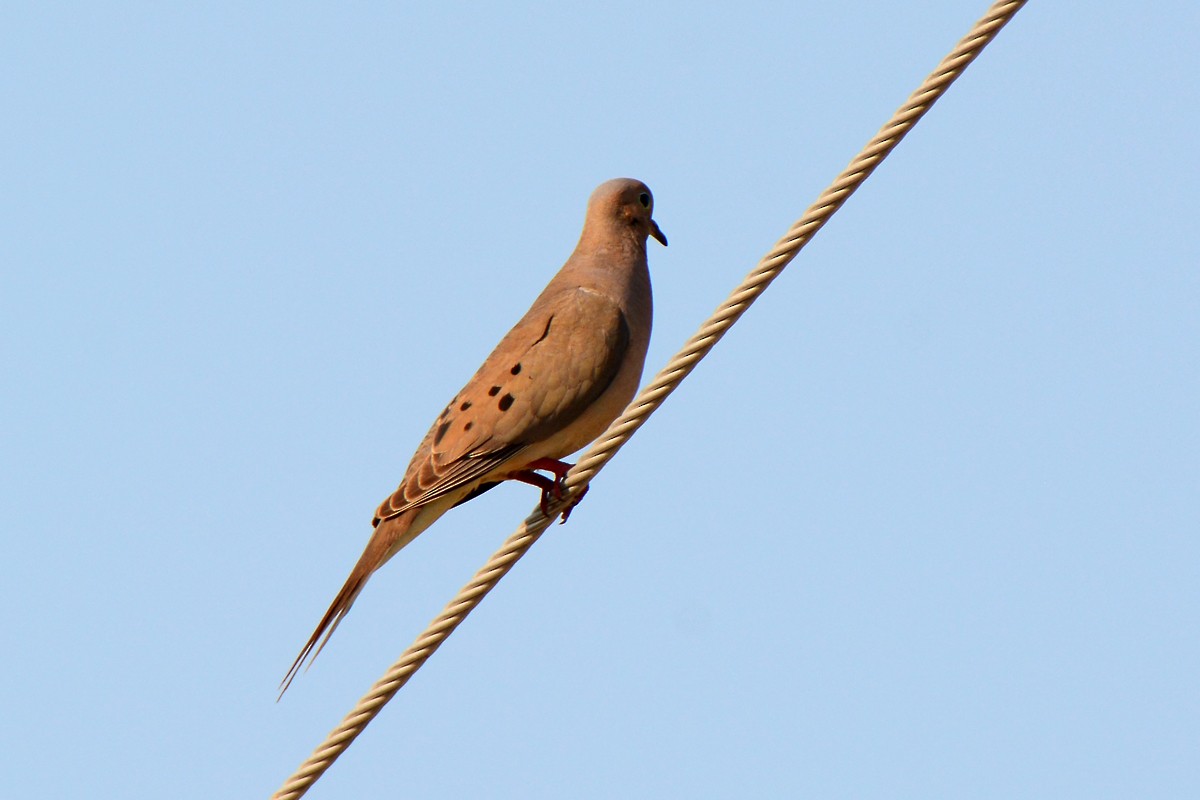 Mourning Dove - ML246158961