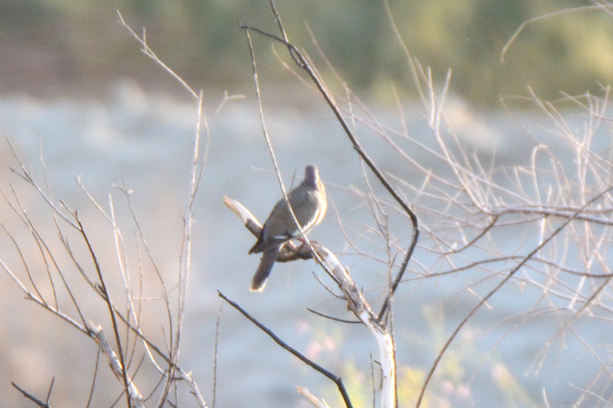 White-winged Dove - ML246158971