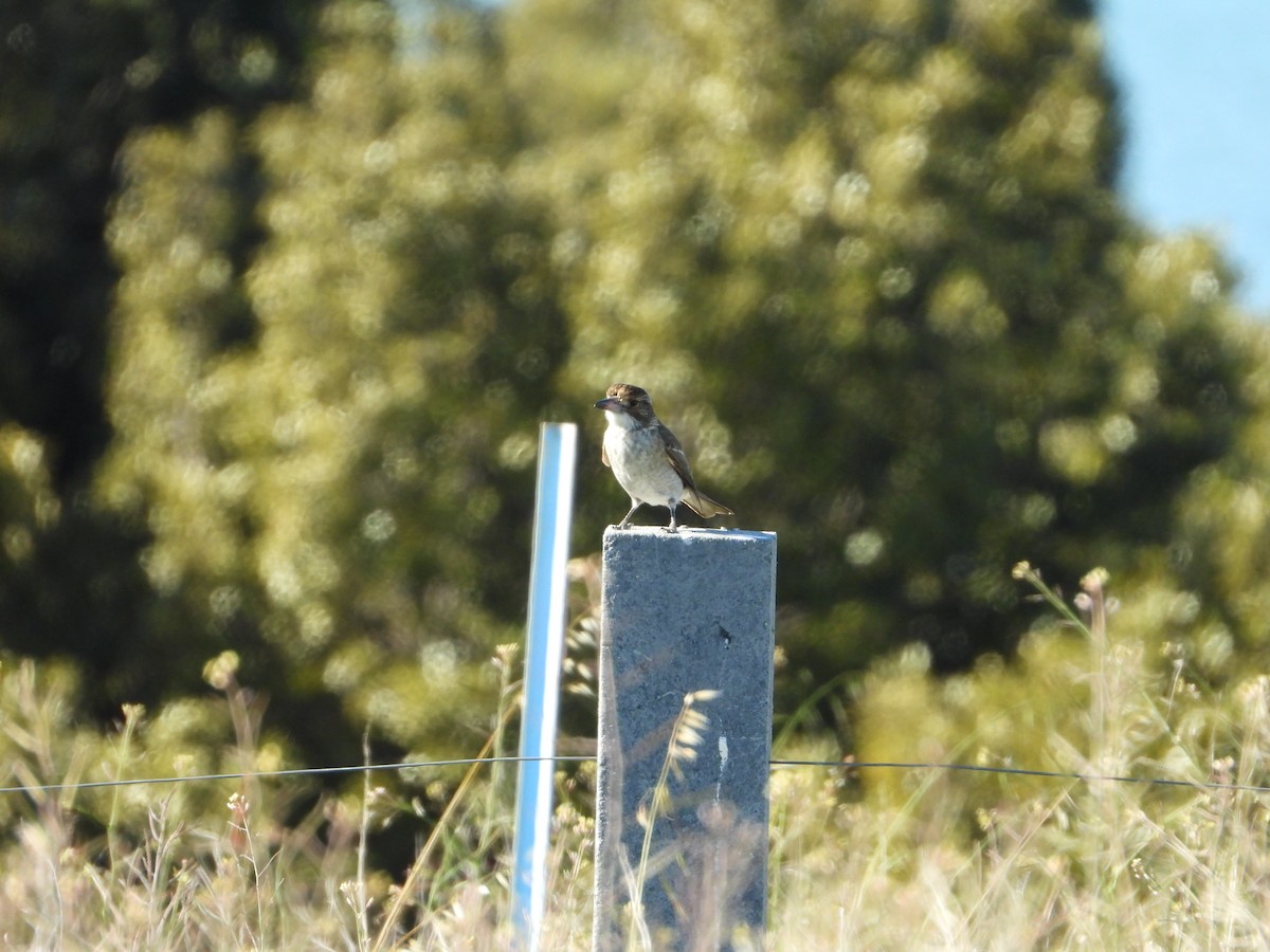 Gray Butcherbird - ANNE FOWLER