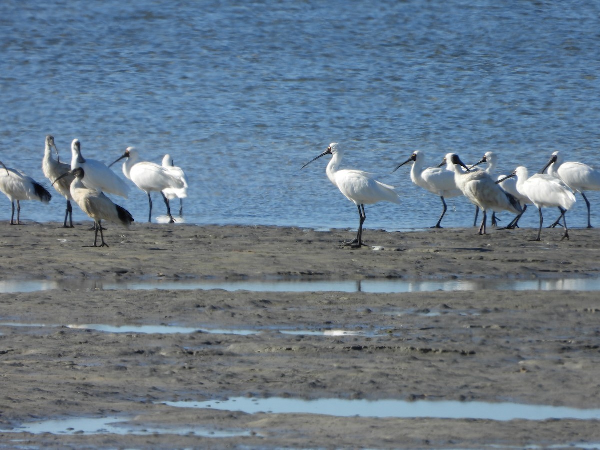 Royal Spoonbill - ML246163851