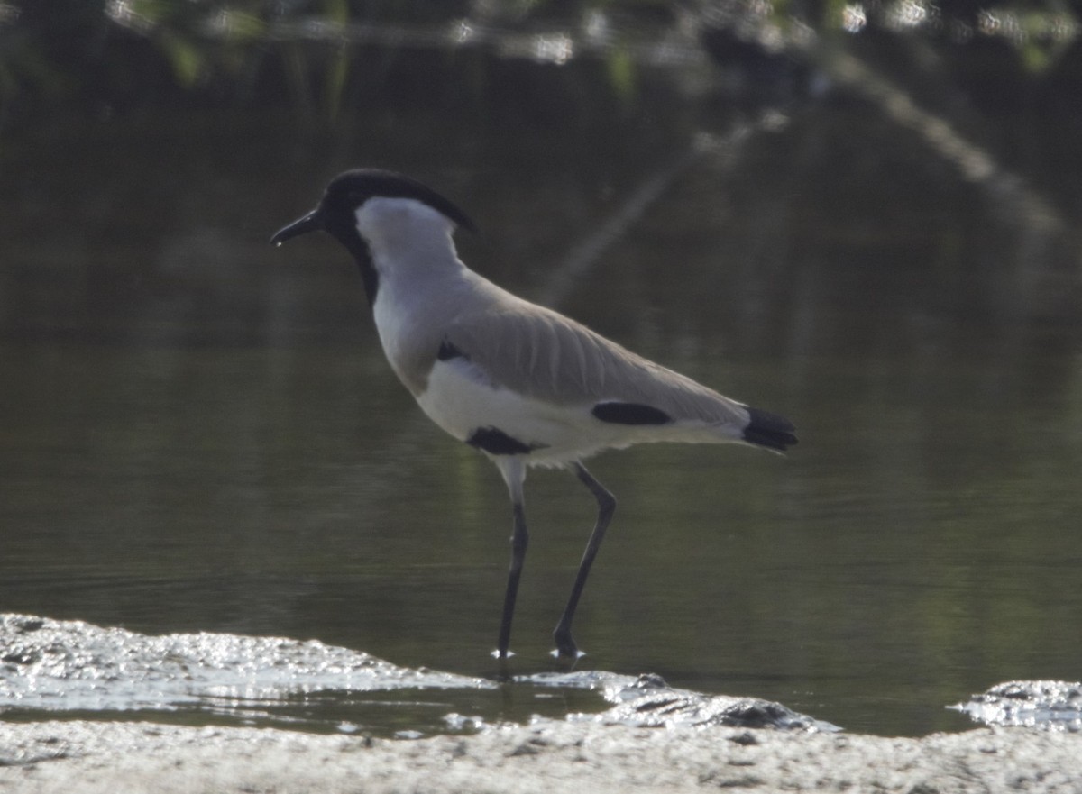 River Lapwing - Sannidhya De