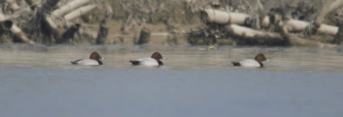 Common Pochard - Sannidhya De