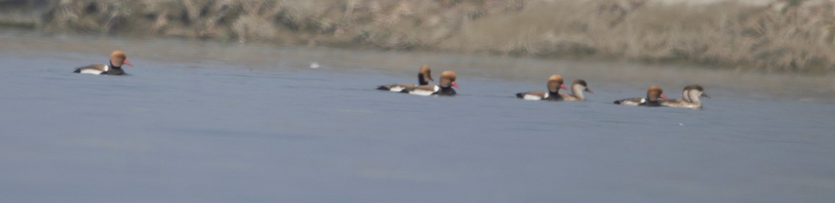 Red-crested Pochard - ML246164901