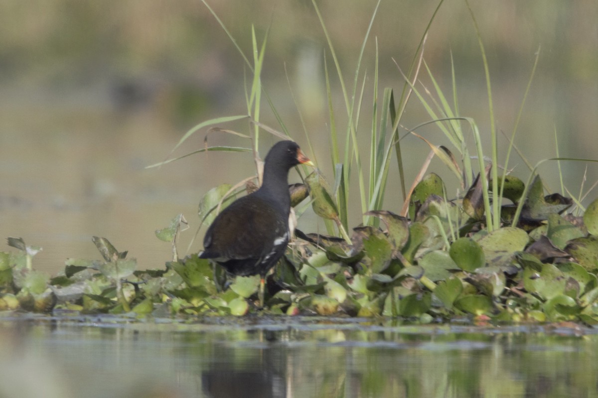 Eurasian Moorhen - ML246165151