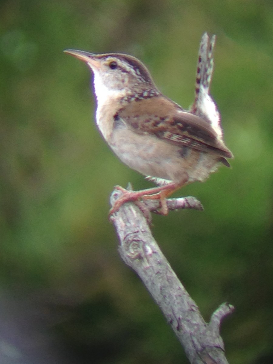 Marsh Wren - ML246165861