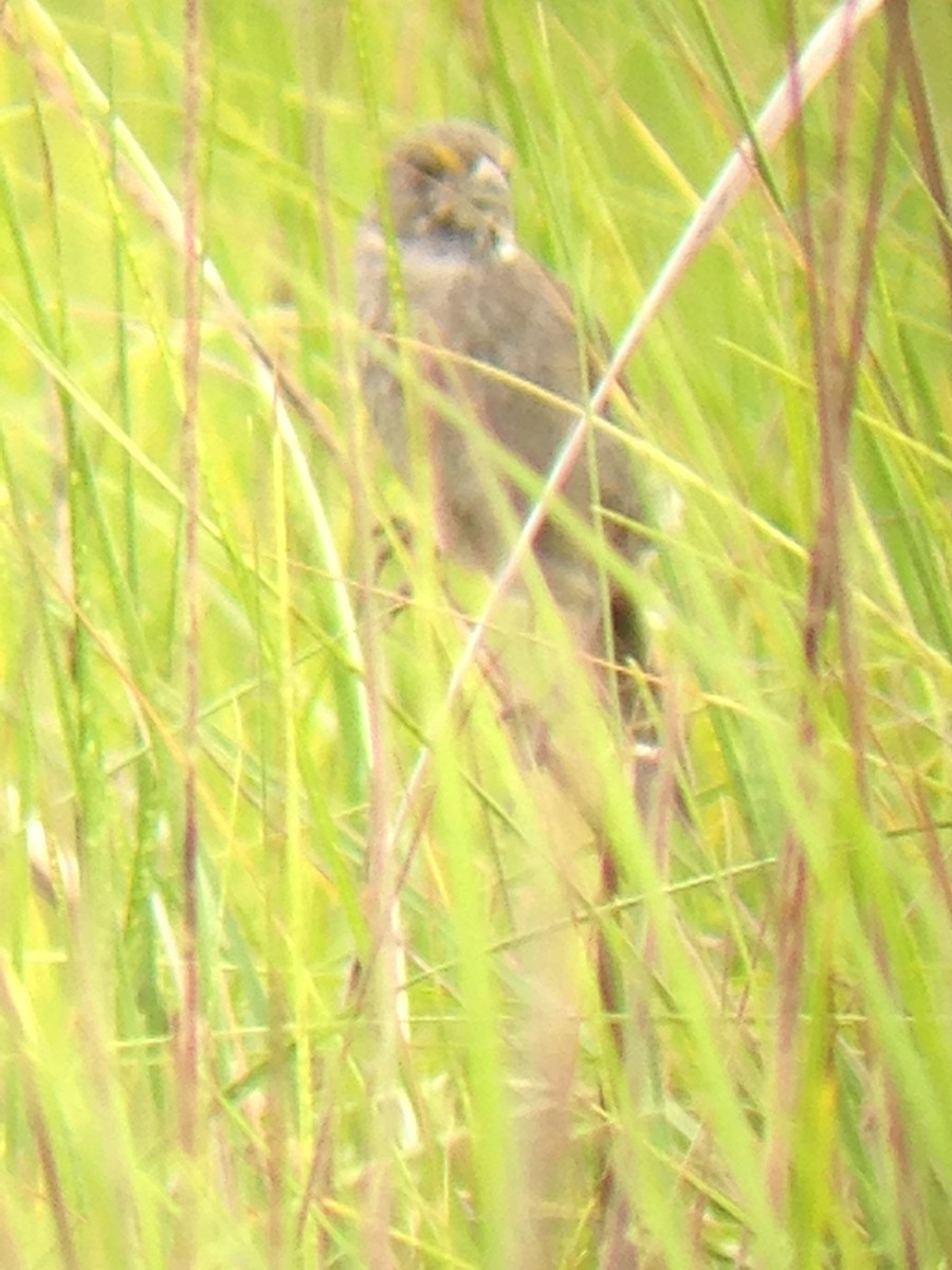 Seaside Sparrow - ML246166011