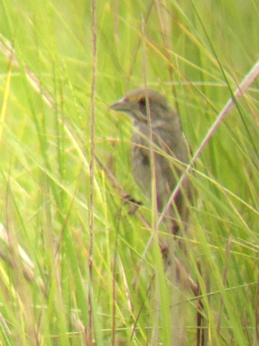 Seaside Sparrow - David Harrison