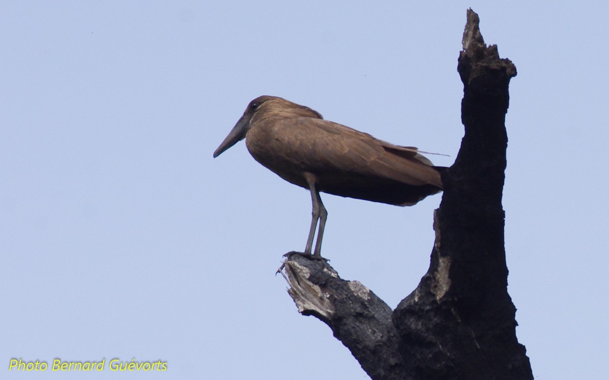 Hamerkop - ML246166131