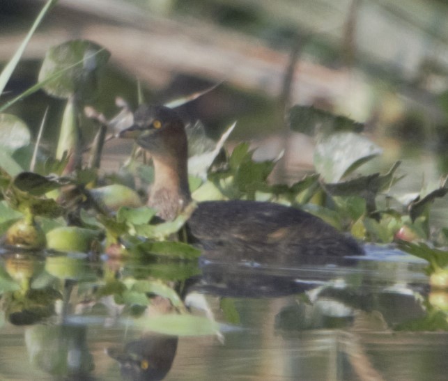 Little Grebe - ML246166261