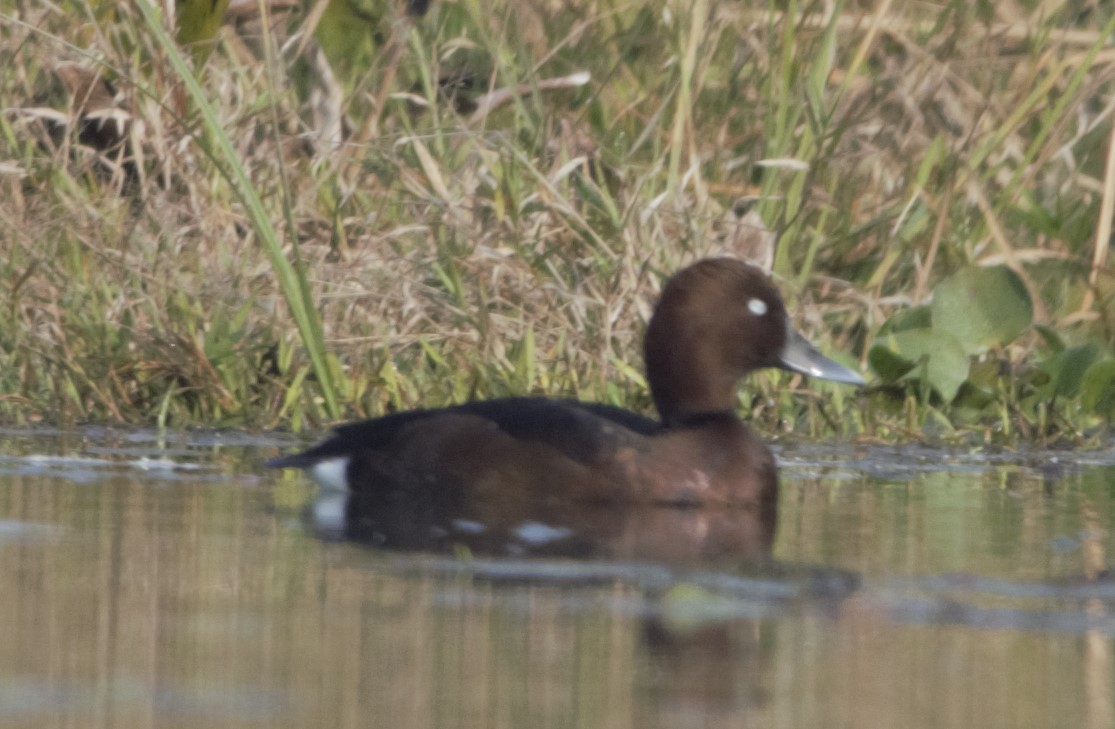 Ferruginous Duck - Sannidhya De