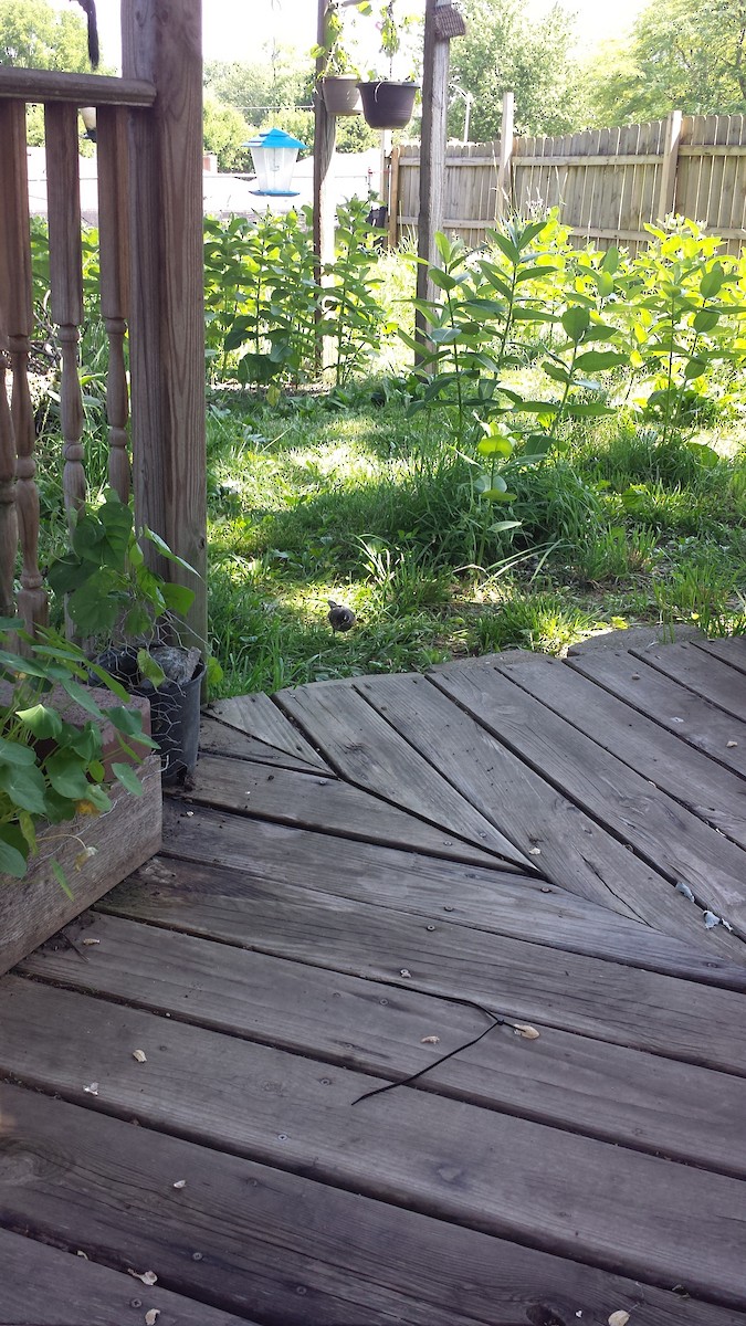 American Robin - ML246166391