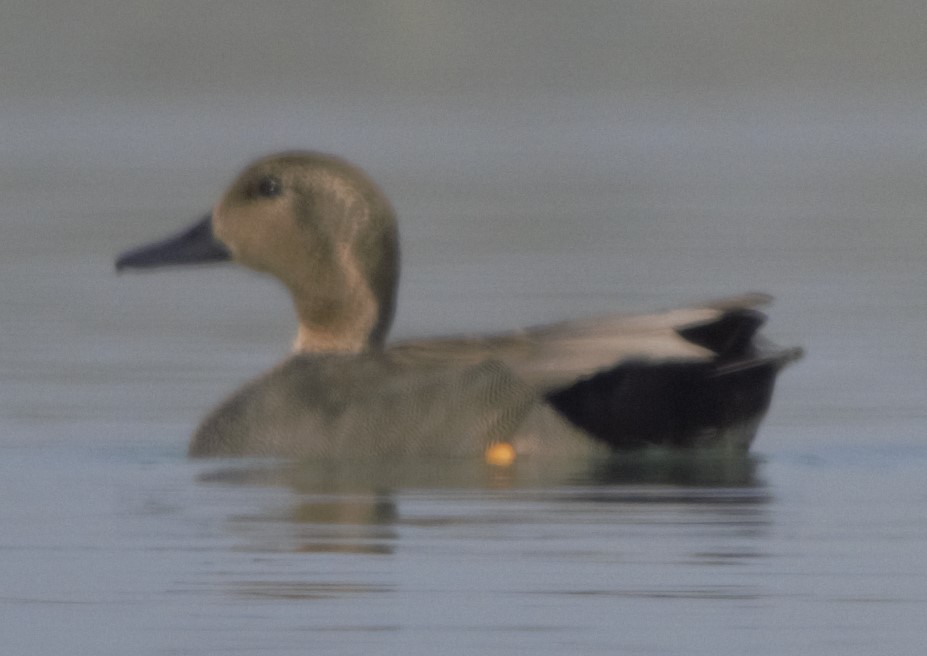 Gadwall - ML246166611