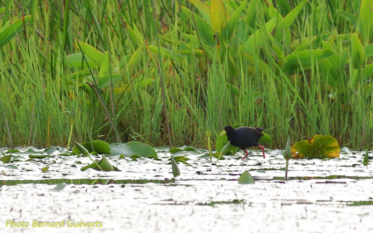 Polluela Negra Africana - ML246167921