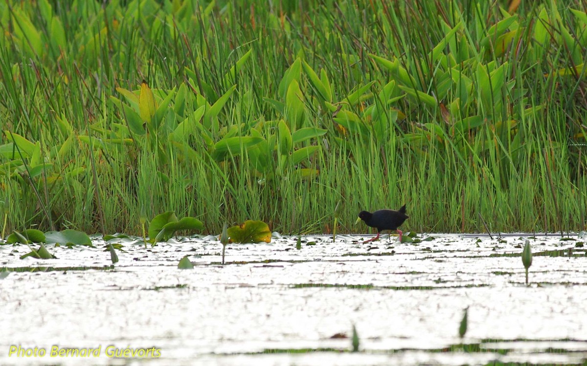 Polluela Negra Africana - ML246167931