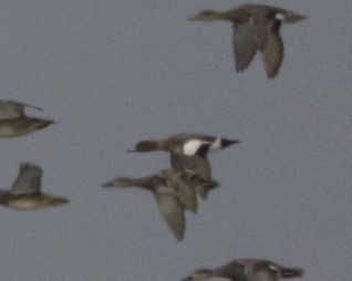 Eurasian Wigeon - ML246168131