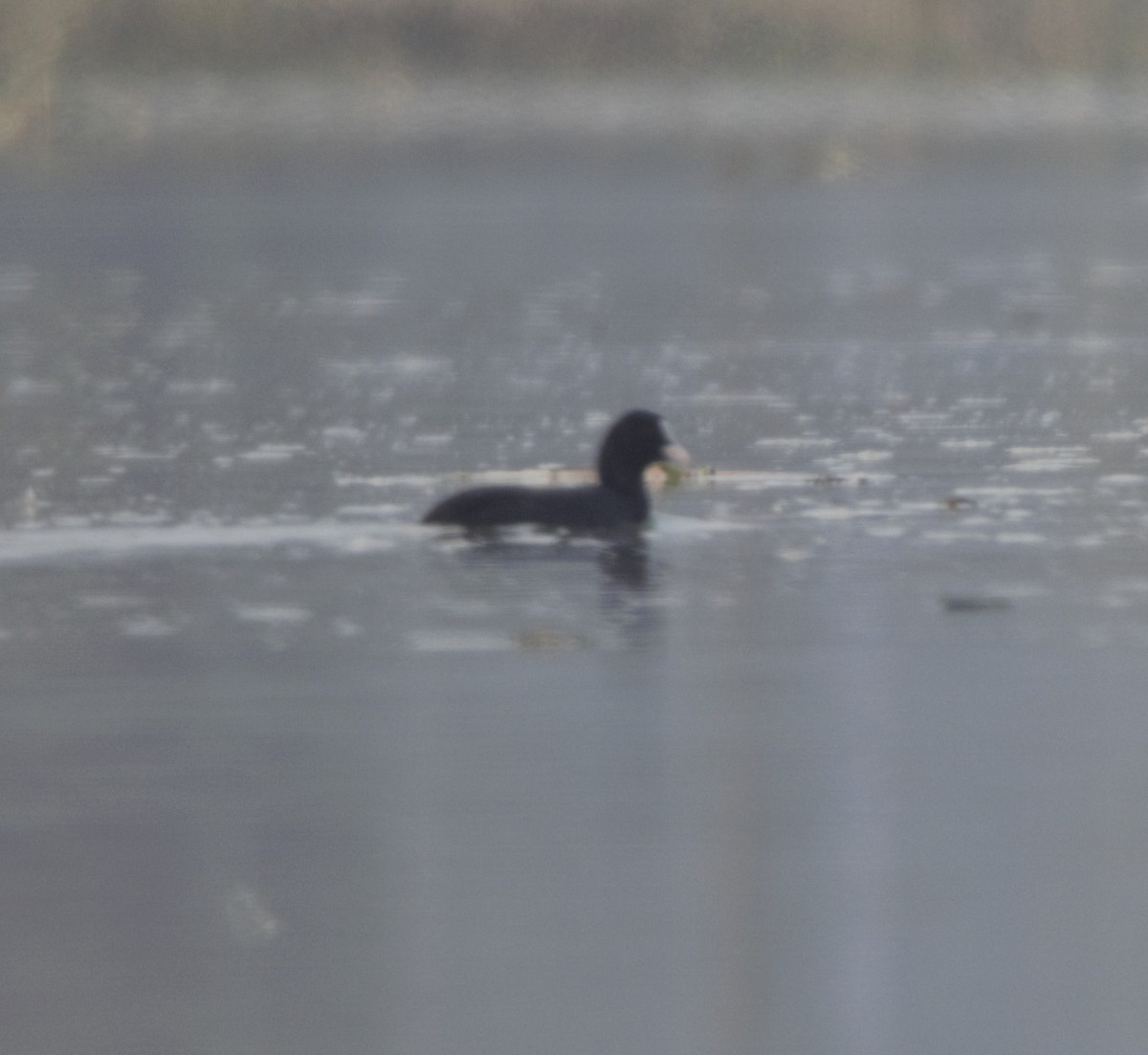 Eurasian Coot - ML246168641