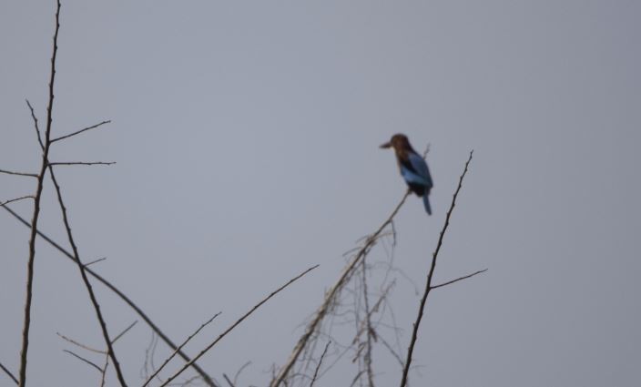 White-throated Kingfisher - ML246168771