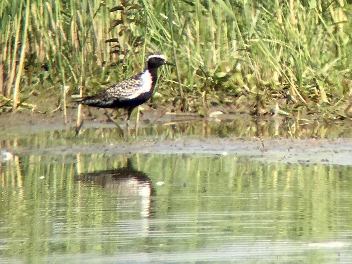 Chorlito Dorado Siberiano - ML246170361