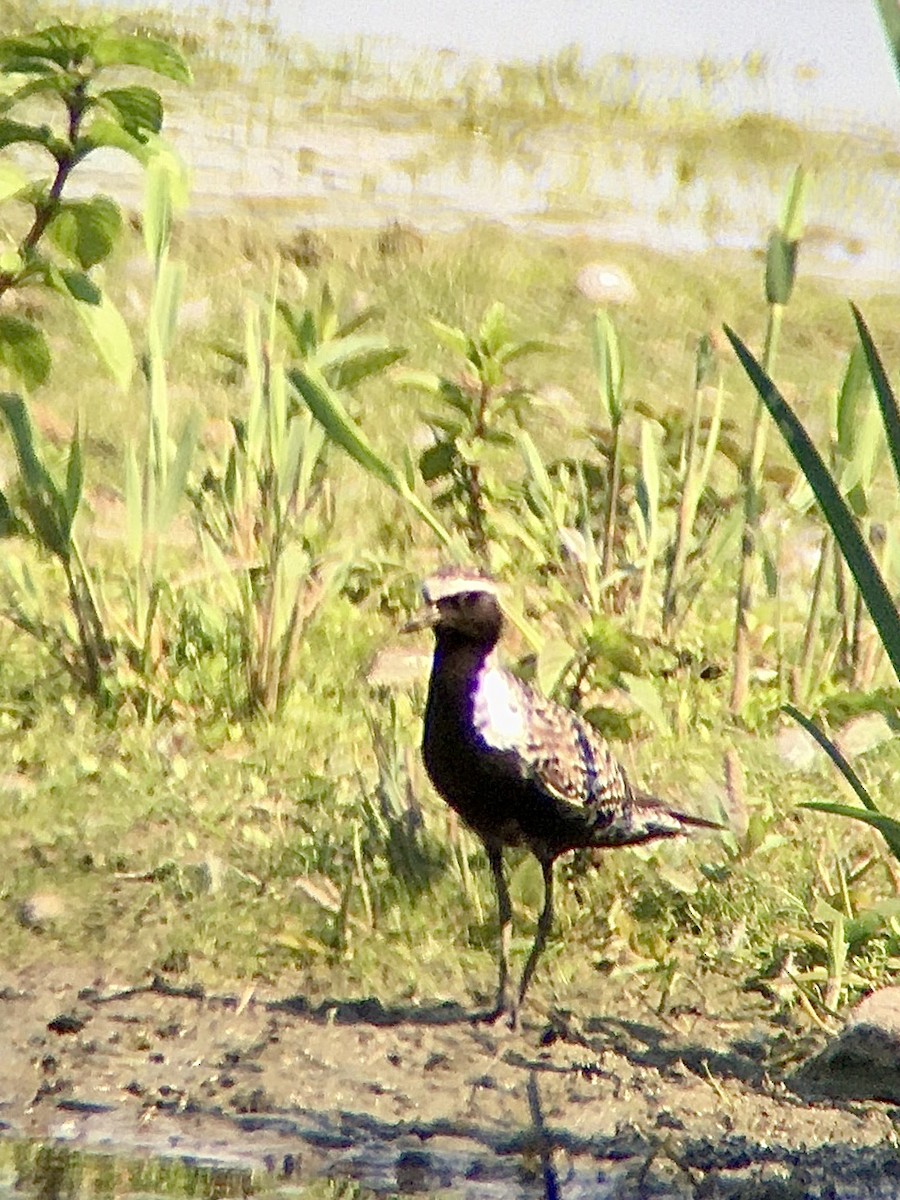 Pacific Golden-Plover - ML246170371