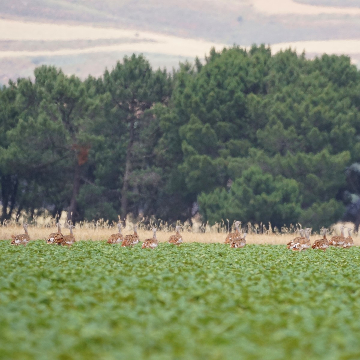 Great Bustard - ML246171041