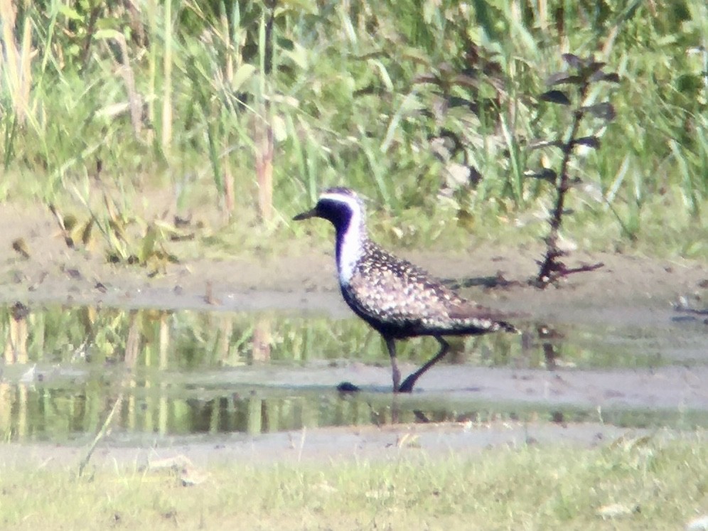 Chorlito Dorado Siberiano - ML246171121