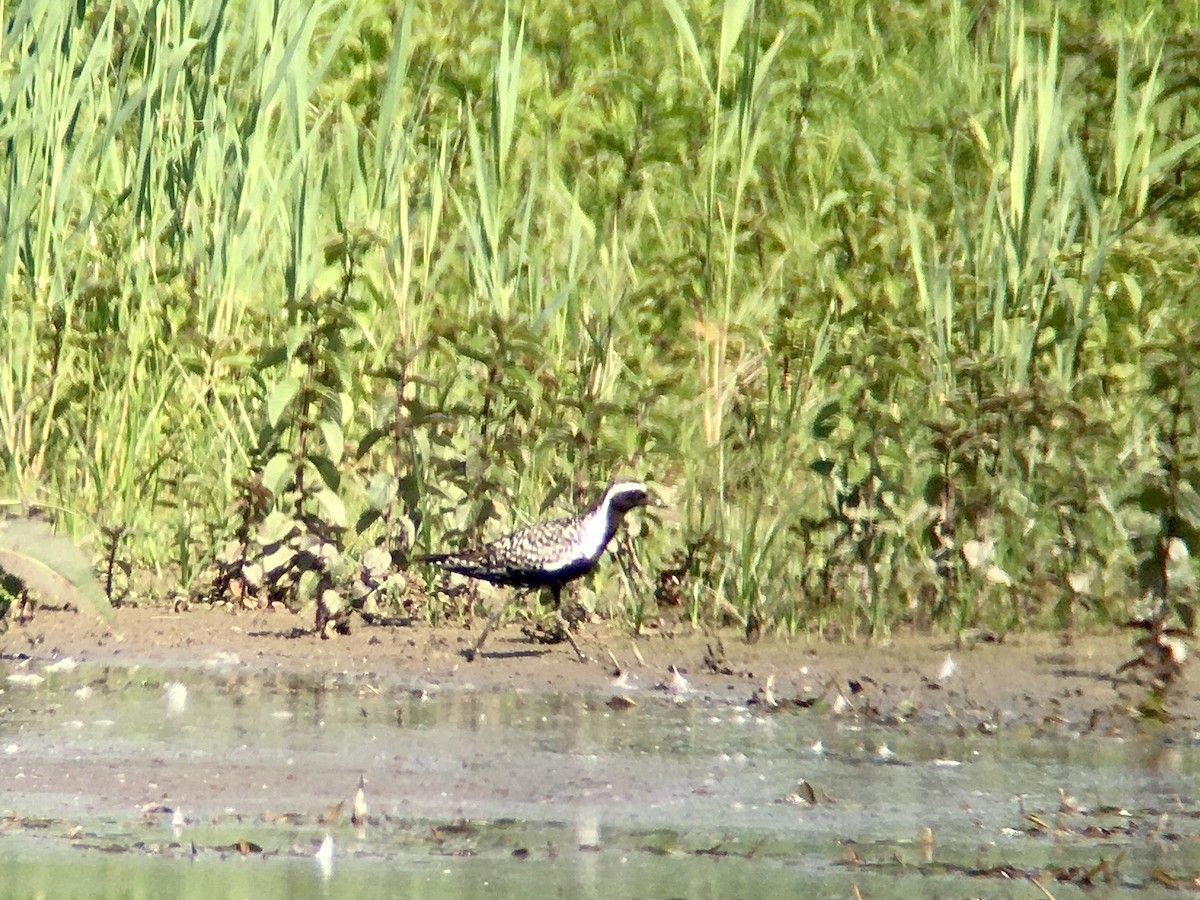 Pacific Golden-Plover - ML246171131