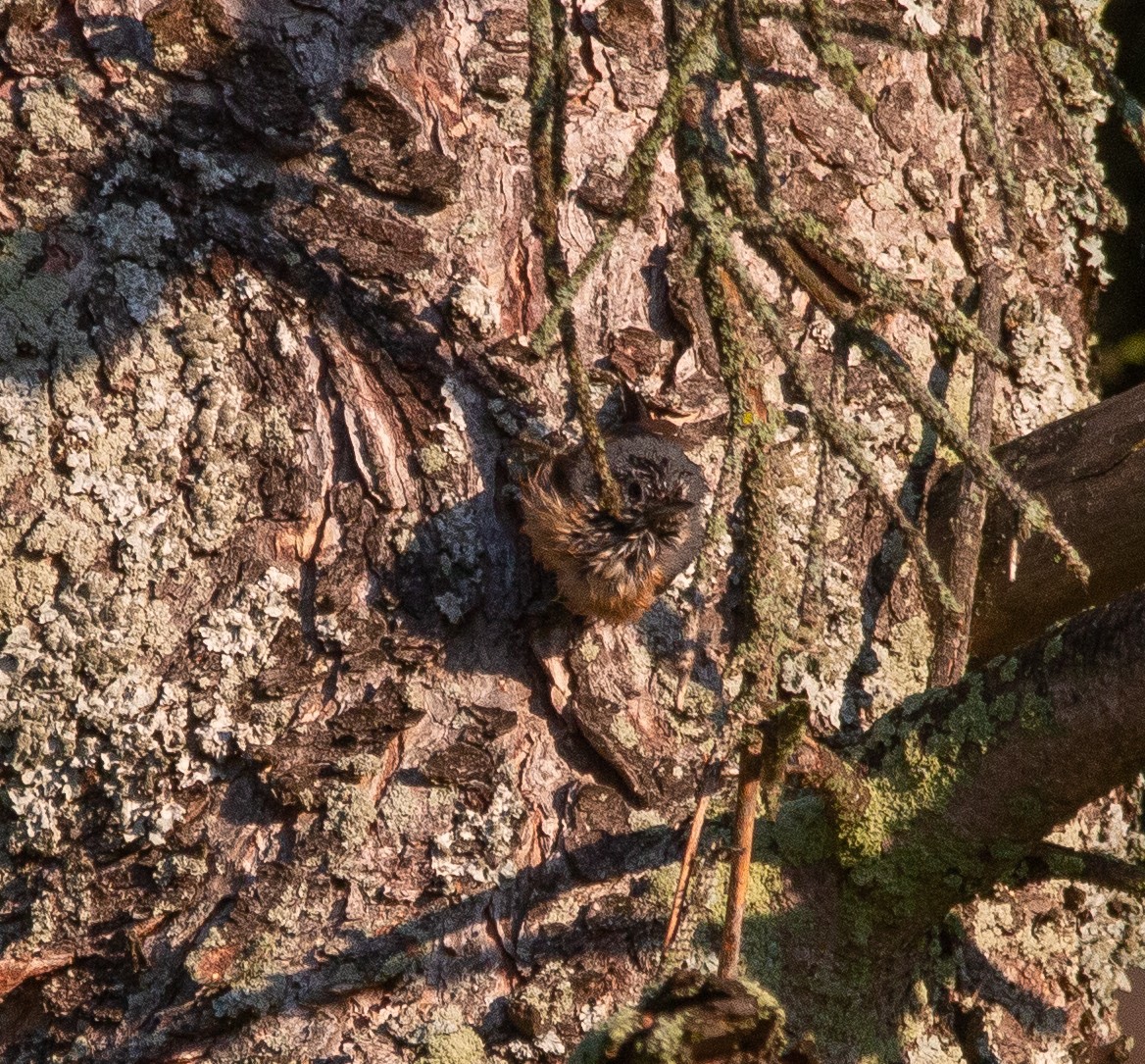 Red-breasted Nuthatch - ML246171851