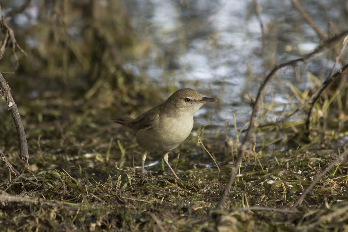 Clamorous Reed Warbler - Ishan Sadwelkar