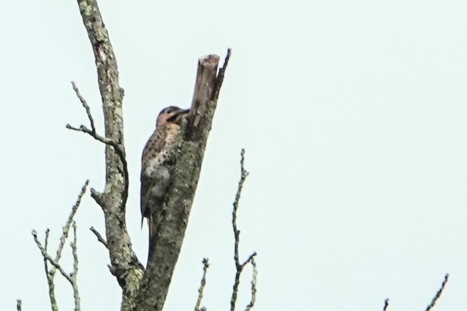 Northern Flicker - ML246172601